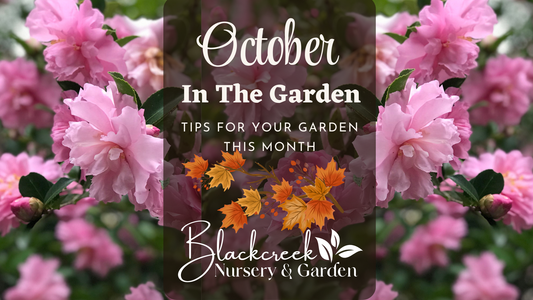 October In the Garden