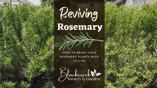 Reviving Rosemary - Tips For Improving Health of Older Plants