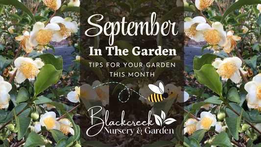 September in the Garden