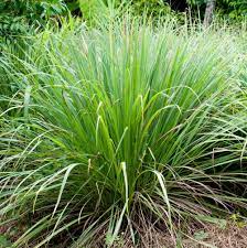 Lemongrass Essential Oil, 10ML