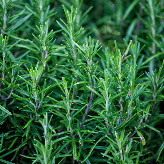Rosemary Essential Oil, 10ML